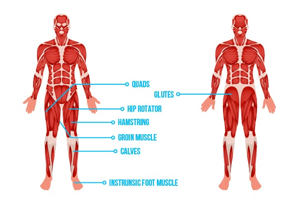 muscles used for jumping
